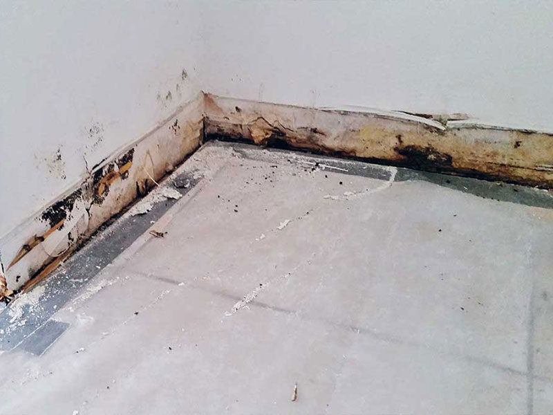 Mold Removal Services